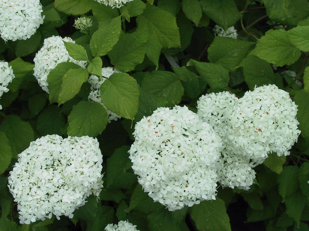 Hydrangea arborescens Annabelle 06.jpg